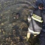 FF Kremsmünster: Katzenrettung aus dem Kremsfluss