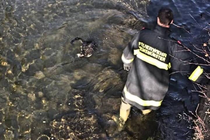 FF Kremsmünster: Katzenrettung aus dem Kremsfluss