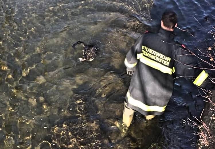 FF Kremsmünster: Katzenrettung aus dem Kremsfluss