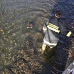 Katzenrettung aus dem Kremsfluss