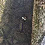 Katzenrettung aus dem Kremsfluss