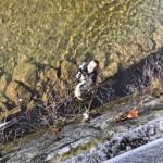 Katzenrettung aus dem Kremsfluss