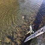 Katzenrettung aus dem Kremsfluss