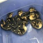 Auszeichnungen durch den Wiener Tierschutzverein