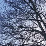 Katze sitzt in ca. 12 Meter Höhe fest