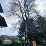 Katze sitzt in ca. 12 Meter Höhe fest