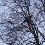 FF Weistrach: Katze sitzt in ca. 12 Meter Höhe fest