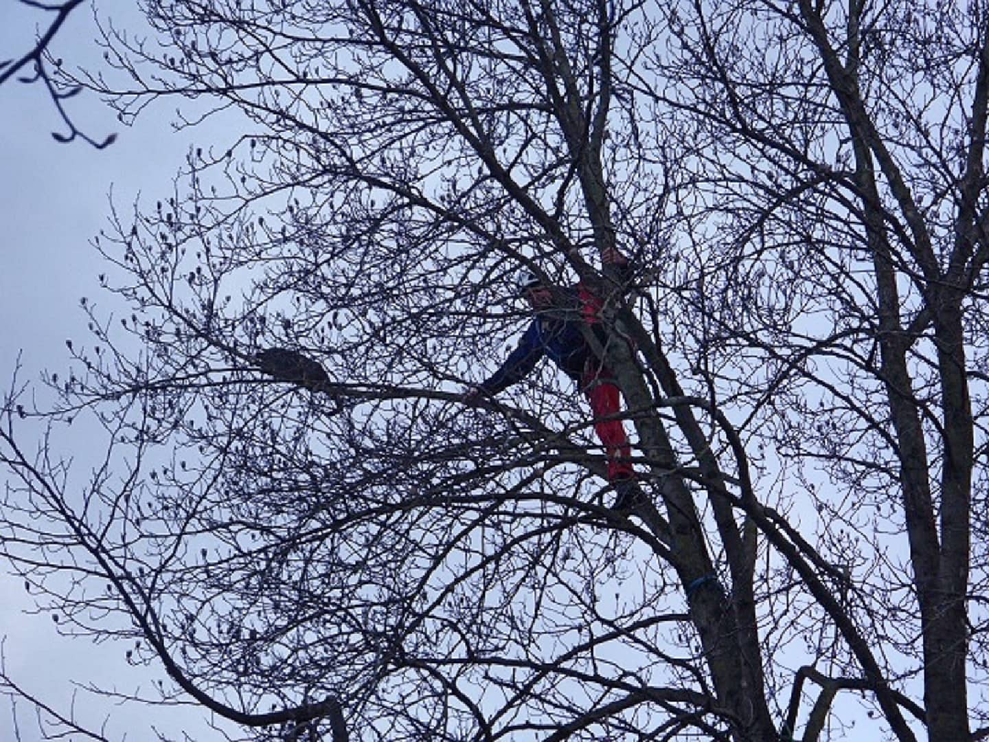 FF Weistrach: Katze sitzt in ca. 12 Meter Höhe fest