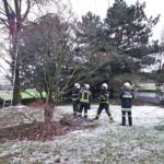 Katze sitzt in ca. 12 Meter Höhe fest