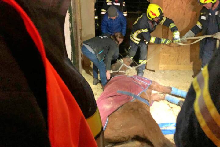 Bezirk Neunkirchen: Pferd in Notlage