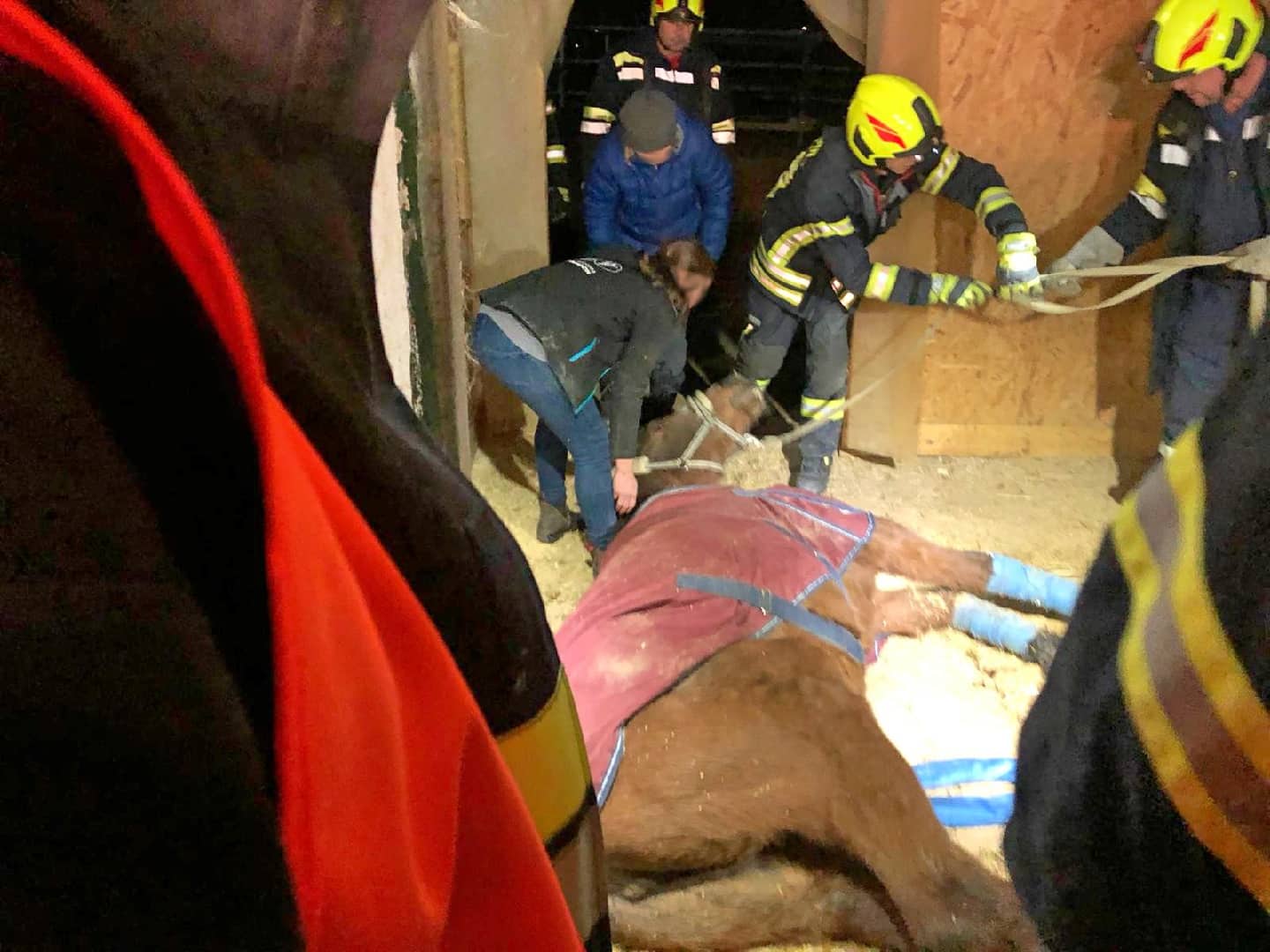 Bezirk Neunkirchen: Pferd in Notlage