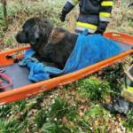 Tierrettung in St. Ulrich im Greith