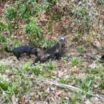 Tierrettung in St. Ulrich im Greith