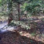 Selchbrand in Bad Gams