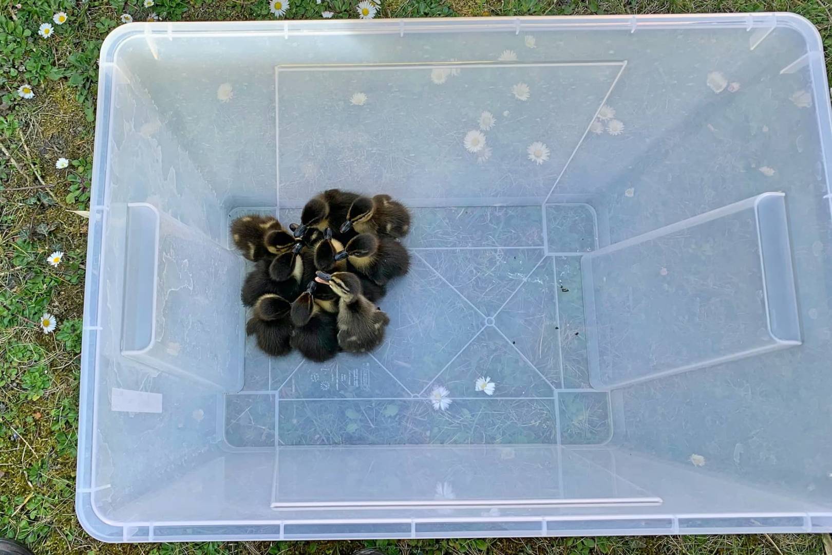 FF Wiener Neudorf: Feuerwehr rettet Entenausflug