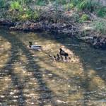 Feuerwehr rettet Entenausflug