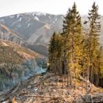 Waldbrand in der Hinterlainsach fordert den Einsatz von 11 Feuerwehren und zwei Hubschraubern