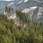 Waldbrand in der Hinterlainsach fordert den Einsatz von 11 Feuerwehren und zwei Hubschraubern