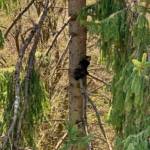 Einsatzreicher Nachmittag für die Feuerwehren