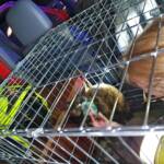 HFW Villach: Wohnungsbrand in Villacher Wohnblock