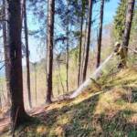 FF Stans: Entstehender Waldbrand rechtzeitig entdeckt