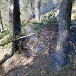 Entstehender Waldbrand rechtzeitig entdeckt