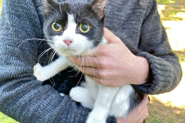 FF Klosterneuburg: Feuerwehr rettet Katze vom Baum