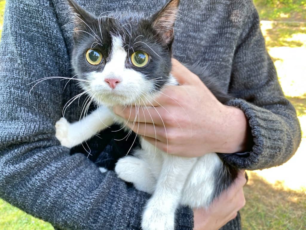 FF Klosterneuburg: Feuerwehr rettet Katze vom Baum