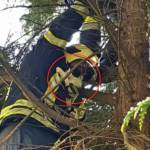 Feuerwehr rettet Katze vom Baum