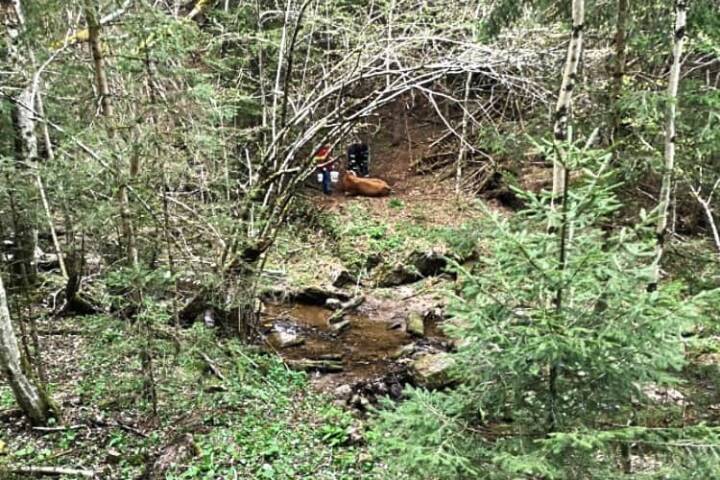 BFV Deutschlandsberg: Tierrettung in Glashütten