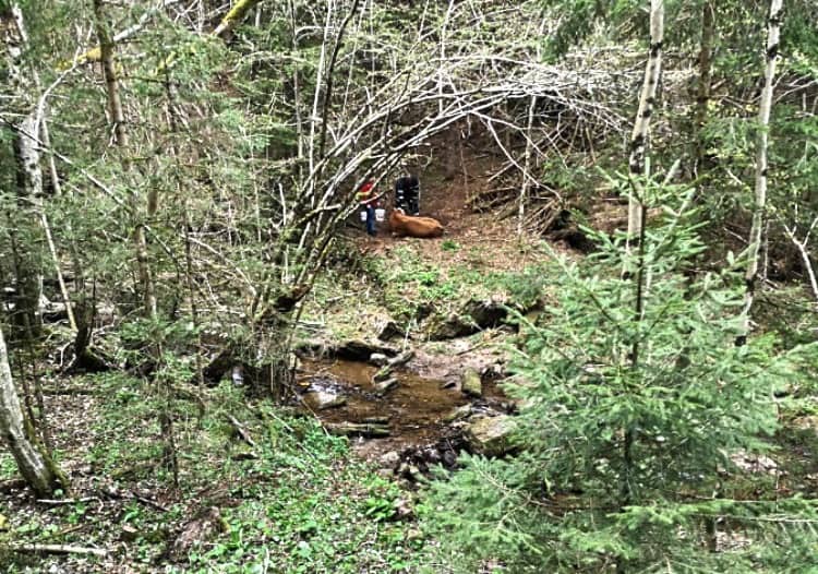 BFV Deutschlandsberg: Tierrettung in Glashütten