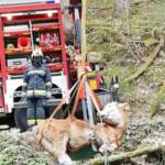 Tierrettung in Glashütten