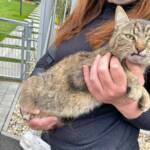 Feuerwehr befreit Katze aus Motorraum