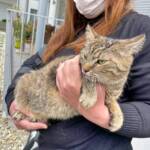 Feuerwehr befreit Katze aus Motorraum