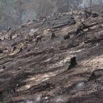 Waldbrand in Leppen, Gemeinde Bad Eisenkappel