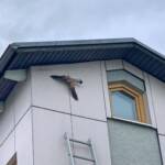 FF Stadt Spielberg: Vogelrettung aus Fassade