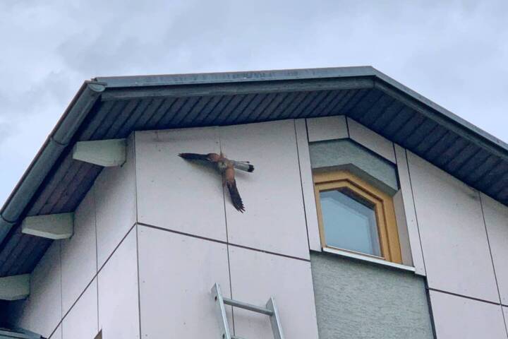FF Stadt Spielberg: Vogelrettung aus Fassade