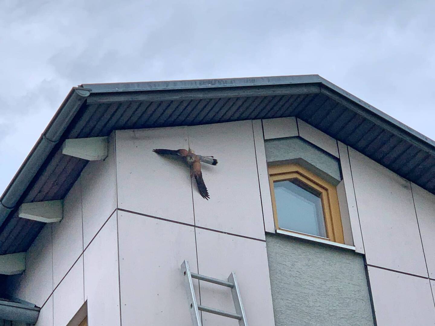 FF Stadt Spielberg: Vogelrettung aus Fassade