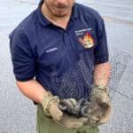 Tierische Einsätze für die Hauptfeuerwache