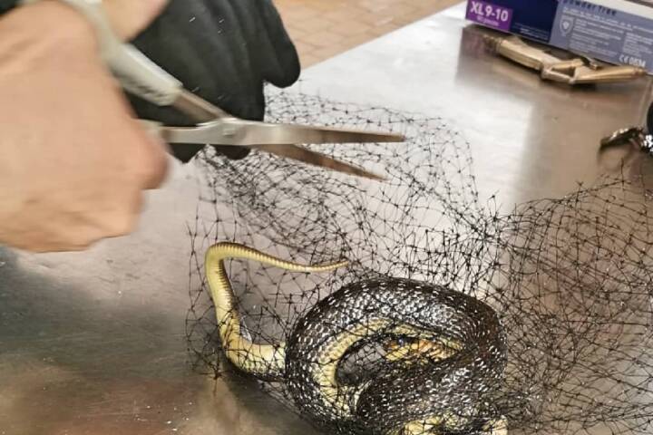 HFW Villach: Tierische Einsätze für die Hauptfeuerwache