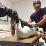 HFW Villach: Zwei tierische Einsätze in Villach