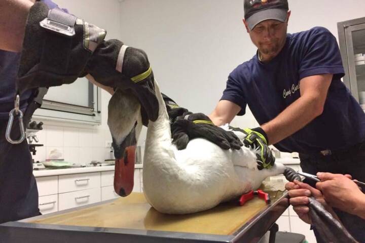 HFW Villach: Zwei tierische Einsätze in Villach