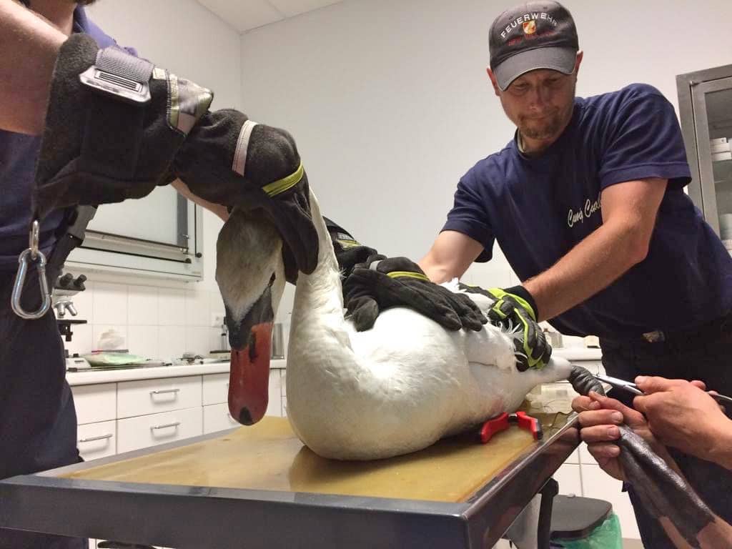 HFW Villach: Zwei tierische Einsätze in Villach