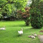 Zwei tierische Einsätze in Villach