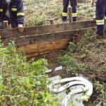 BFK Waidhofen/Thaya: Umweltalarm im Radlbach
