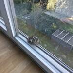 Feuerwehrbeamte befreien jungen Greifvogel