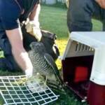 Feuerwehrbeamte befreien jungen Greifvogel