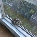 BF Wien: Feuerwehrbeamte befreien jungen Greifvogel