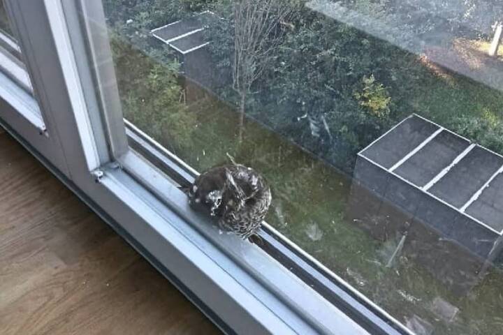 BF Wien: Feuerwehrbeamte befreien jungen Greifvogel