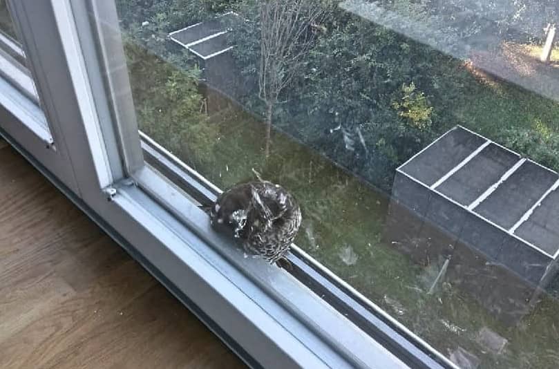 BF Wien: Feuerwehrbeamte befreien jungen Greifvogel